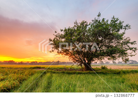 Sunset over a lush rice field in Vietnam 132868777