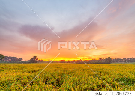 Sunset over a lush rice field in Vietnam 132868778
