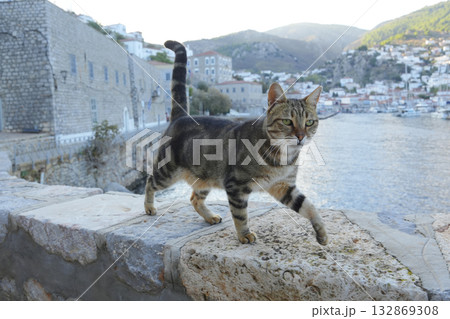 ギリシャ、イドラ島のネコ 132869308