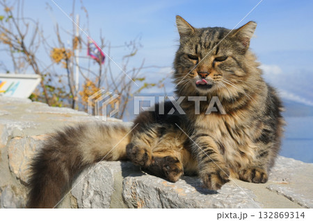 ギリシャ、イドラ島のネコ 132869314