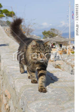 ギリシャ、イドラ島のネコ 132869315