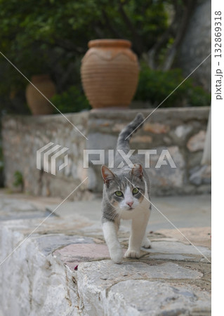 ギリシャ、イドラ島のネコ 132869318
