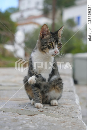 ギリシャ、イドラ島のネコ ギリシャ、イドラ島のネコ 132869324