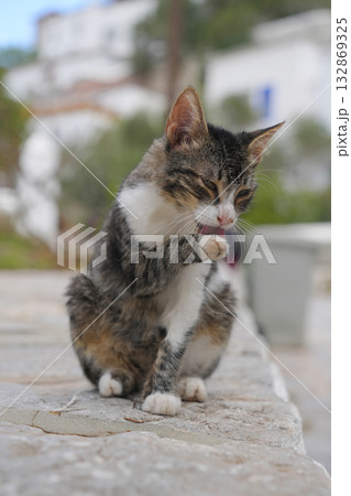ギリシャ、イドラ島のネコ 132869325