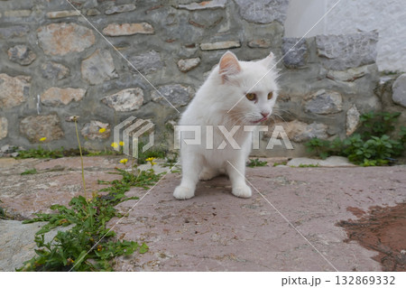 ギリシャ、イドラ島のネコ ギリシャ、イドラ島のネコ 132869332
