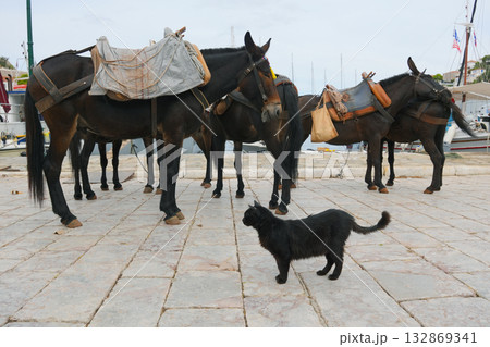 ギリシャ、イドラ島のネコ 132869341