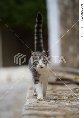 ギリシャ、イドラ島のネコ ギリシャ、イドラ島のネコ 132869344