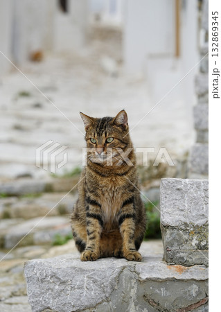 ギリシャ、イドラ島のネコ ギリシャ、イドラ島のネコ 132869345