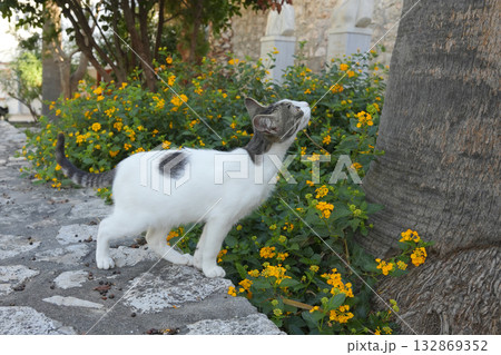 ギリシャ、イドラ島のネコ 132869352