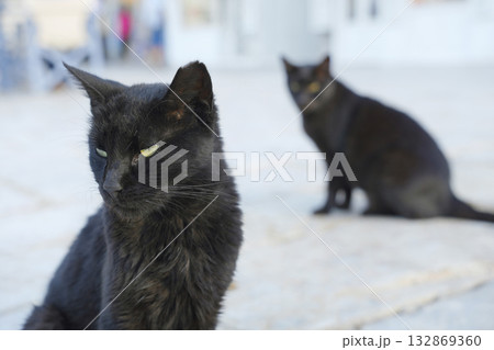 ギリシャ、イドラ島のネコ ギリシャ、イドラ島のネコ 132869360