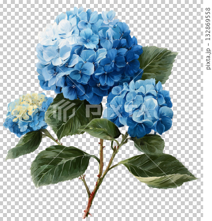blue hydrangeas 132869558