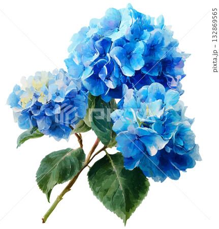 blue hydrangeas blue hydrangeas 132869565