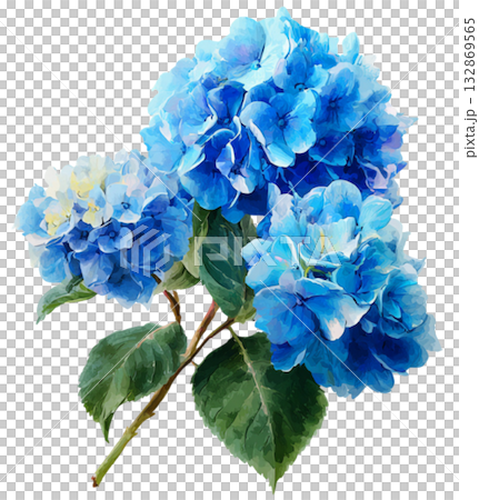 blue hydrangeas blue hydrangeas 132869565