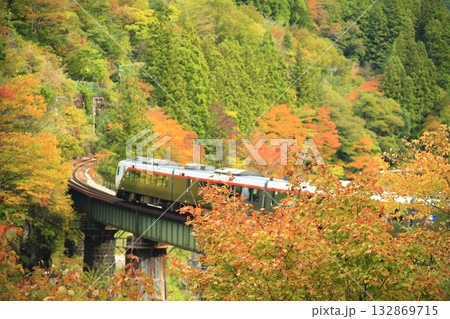 紅葉の中を走るワイドビューひだ 132869715