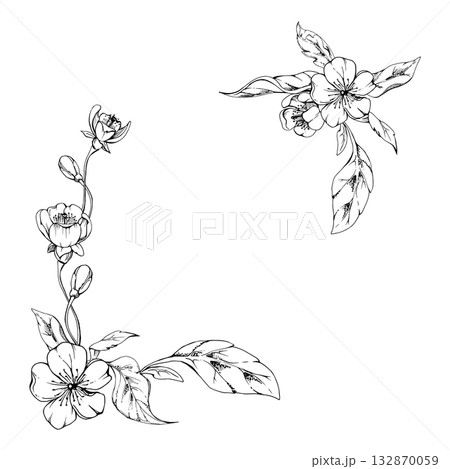 Cherry sakura white flower and bud on stems, hand drawn vector ink, apple blossom early spring wildflower botanical illustration. Isolated corner frame, for wedding, florist shop, scrapbooking 132870059