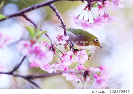 河津桜と可愛いメジロ 河津桜と可愛いメジロ 132870447