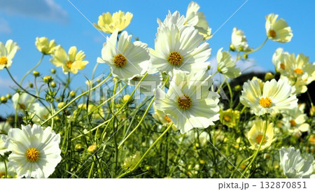 風になびく白と淡い黄色のコスミス達がとても綺麗でした 風になびく白と淡い黄色のコスミス達がとても綺麗でした 132870851