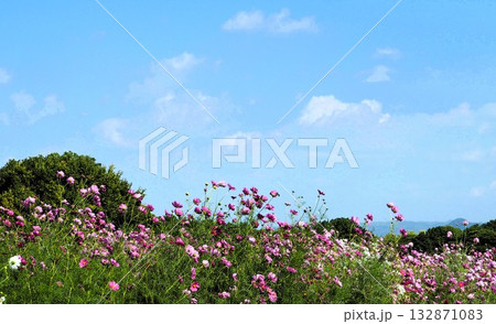 青空の下に咲く可愛らしいコスモスの丘にて 青空の下に咲く可愛らしいコスモスの丘にて 132871083
