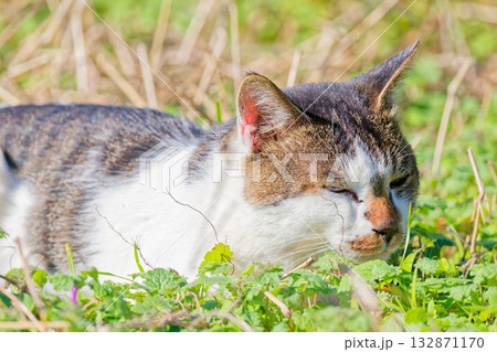 原っぱで昼寝するキジ白柄のノラネコ 132871170