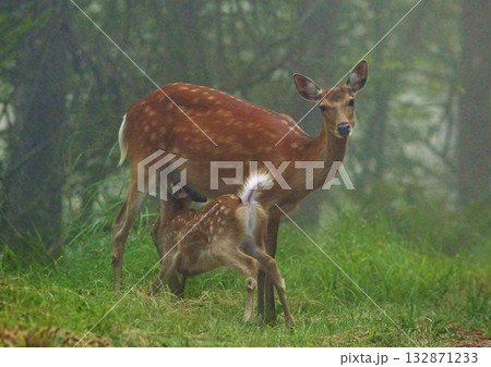 二ホンジカの授乳 二ホンジカの授乳 132871233