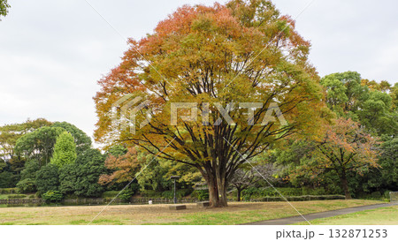 北の丸公園の秋 132871253