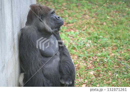 壁の前に立つのをテレビで見たんですが、頭が壁につかなくてね、というゴリラ 132871261