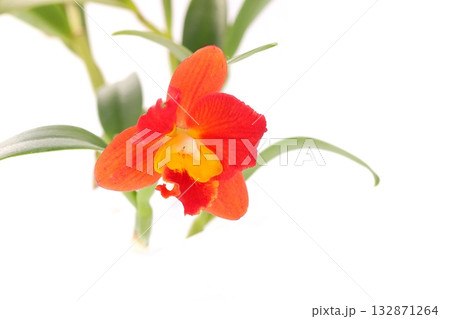 カトレア　朱色の花　ブラナエンジェル　明るい背景 132871264