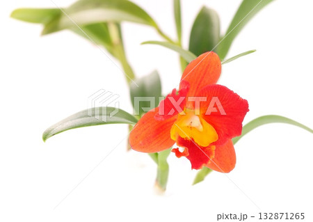 カトレア　朱色の花　ブラナエンジェル　明るい背景 132871265