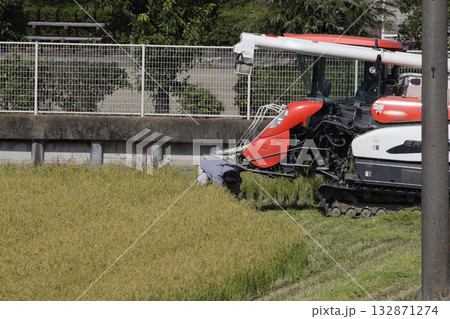 水稲の再生二期作 132871274