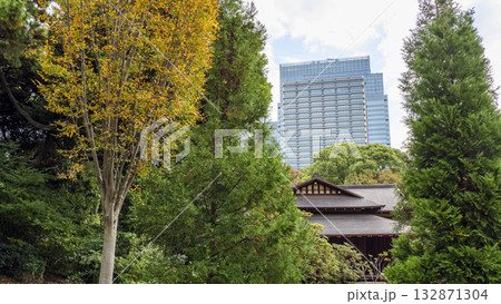 皇居の東御苑の秋（紅葉） 132871304
