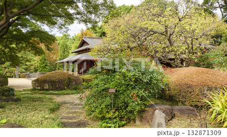 皇居の東御苑の秋（紅葉） 132871309