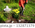 A gardener uses a shovel to level the soil near a bush of yellow chrysanthemums 132871379