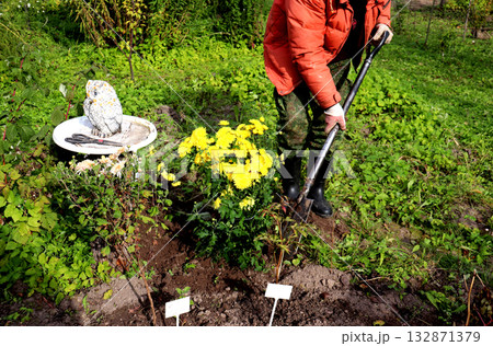 A gardener uses a shovel to level the soil near a bush of yellow chrysanthemums A gardener uses a shovel to level the soil near a bush of yellow chrysanthemums 132871379