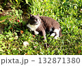 A gray cat lies on the grass, looking wide-eyed and surprised in an autumn garden 132871380
