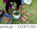 A woman holding scissors, sorting carrots with cut tops into a pile 132871381