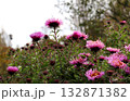 Half-closed pink aster flowers in a garden in partial shade on a sunny autumn day 132871382