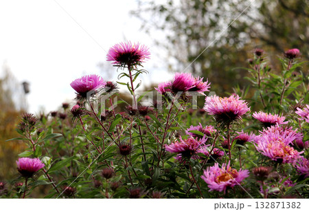 Half-closed pink aster flowers in a garden in partial shade on a sunny autumn day 132871382