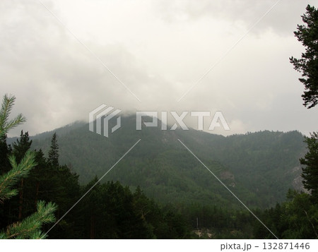 The photograph depicts a dense coniferous forest on a mountainside. Tall pines and spruces create a dense wall of green. In the distance, mountains shrouded in mist are visible. .. 132871446