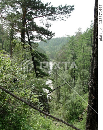a dense coniferous forest on a mountainside. Tall pines and spruces create a dense wall of green. In the distance, mountains shrouded in mist are visible. a dense coniferous forest on a mountainside. Tall pines and spruces create a dense wall of green. In the distance, mountains shrouded in mist are visible. 132871447
