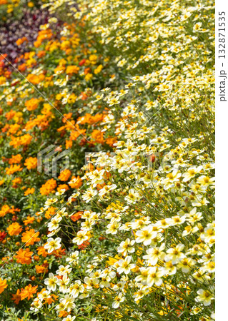 満開のウィンターコスモス(ビデンス) 満開のウィンターコスモス(ビデンス) 132871535