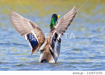 川で羽ばたきをするマガモ雄、背面 132871550