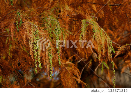 Vibrant autumn colors of a Bald Cypress (Taxodium distichum)  132871813