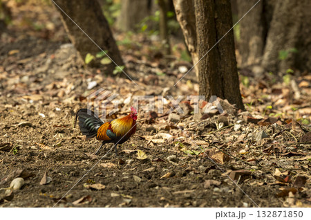 wild male Red junglefowl or Gallus gallus bird wild ancestor of the domestic fowl or chicken walking in safari at pilibhit national park forest reserve uttar pradesh india asia wild male Red junglefowl or Gallus gallus bird wild ancestor of the domestic fowl or chicken walking in safari at pilibhit national park forest reserve uttar pradesh india asia 132871850