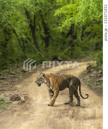 wild adult male bengal male tiger or panthera tigris walking crossing scenic forest road track in natural green background ranthambore national park forest reserve sawai madhopur rajasthan india asia 132871852