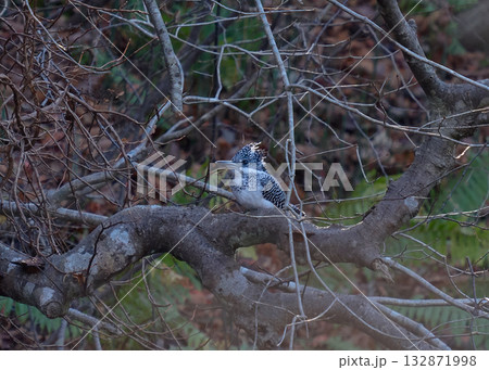 ヤマセミ ヤマセミ 132871998