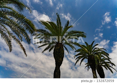 月明かりに照らされる深夜のヤシの木 132872059