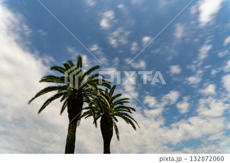 月明かりに照らされる深夜のヤシの木 132872060