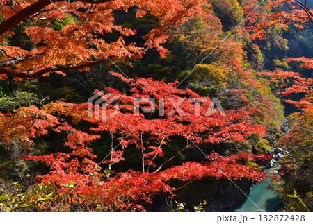 【奥秩父の秋】大血川渓谷　金蔵落しの渓流（埼玉県） 132872428
