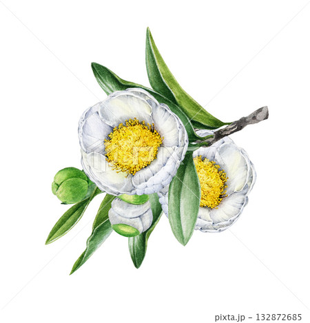 White camellia tree branch with flowers and leaves hand drawn watercolor vintage style illustration. Blooming camellia tree twig with tender white blossoms on white background 132872685