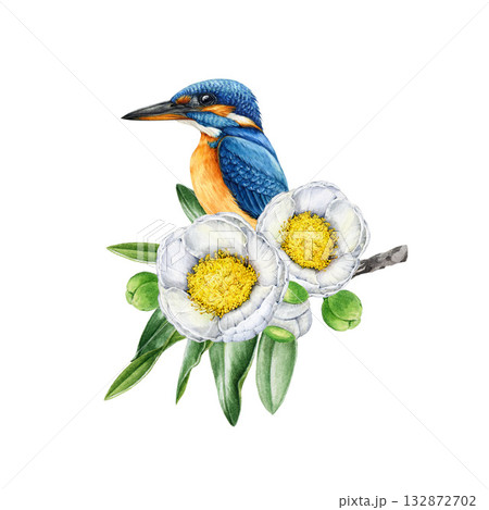 Kingfisher bird on blooming white camellia tree branch. Hand drawn vintage style watercolor nature illustration. Bright wildlife bird on camellia twig with flowers on white background 132872702